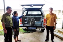 3 con khỉ đưa về Vườn quốc gia Phong Nha là loài nguy cấp