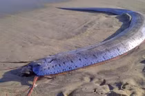 "Sứ giả thủy cung" bất ngờ dạt vào bờ biển Mexico: Tín hiệu gì? 