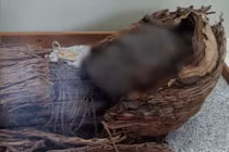 Loạt xác ướp cổ nhất hành tinh trước bờ vực bị phá hủy