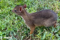 VQG Cát Tiên tiếp nhận 18 con cheo cheo: Loài trong Sách Đỏ Việt Nam!