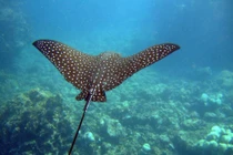 Cá đuối đại bàng đốm gần 200 kg nhảy lên thuyền: Loài tuyệt đẹp