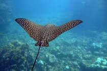 Cá đuối đại bàng đốm gần 200 kg nhảy lên thuyền: Loài tuyệt đẹp