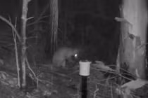 Xuất hiện "quái thú" nửa mèo nửa chuột túi, giới khoa học bối rối