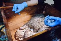 Hai cá thể tê tê vàng mới được giải cứu: Loài cực nguy cấp!