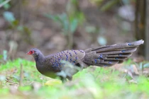 Đặt bẫy ảnh, phát hiện động vật "quý hơn vàng" ở VQG Núi Chúa