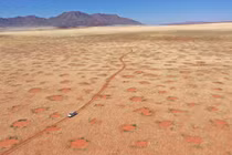 Nóng: Giải mã thành công những “vòng tròn thần tiên” ở sa mạc Namib