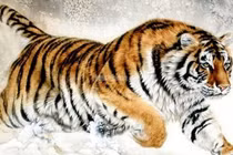 Dự đoán ngày mới 16/2/2025 cho 12 con giáp: Dần khó khăn