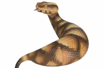 Bí ẩn sinh vật giống rắn, di chuyển như sâu đo trong truyền thuyết