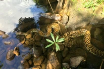 Hoảng hồn loạt trăn khủng xuất hiện ở Việt Nam, dân ùn ùn đến ngắm 