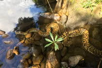 Hoảng hồn loạt trăn khủng xuất hiện ở Việt Nam, dân ùn ùn đến ngắm 