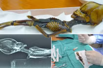 Đi tìm lời giải về xác ướp nhỏ nhất thế giới