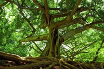 Chấn động lời giải vụ cây sung đâm chồi nảy lộc từ bộ hài cốt 