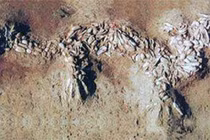 Khai quật mộ cổ 6.000 tuổi, sửng sốt thấy “bộ xương rồng“? 