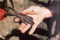 10 bức ảnh lịch sử hiếm - độc khiến nhân loại 'đau tim'