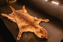 Phát hiện bất ngờ về xác con hổ Tasmania cuối cùng trên Trái đất