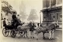 Bộ ảnh thú vị cỗ xe ngựa vằn được người xưa sử dụng