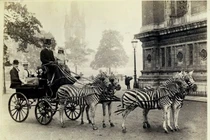 Bộ ảnh thú vị cỗ xe ngựa vằn được người xưa sử dụng