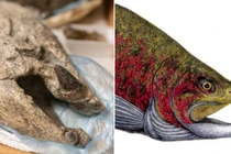 Kinh hãi loài thủy quái với 2 răng nanh hệt ma cà rồng