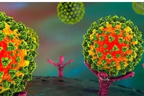 COVID-19: Tiết lộ bất ngờ nguồn gốc tiến hóa của siêu biến thể Omicron 