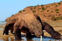 Sự thật kinh hoàng về rồng komono có nọc độc cực nguy hiểm