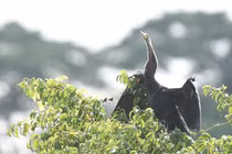 Chim cổ rắn xuất hiện ở Gò Vấp: Động vật quý hiếm trong Sách đỏ 