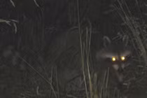 Mở mộ 500 tuổi của nhà sư, tái mặt thấy 2 “quái thú” chạy ra