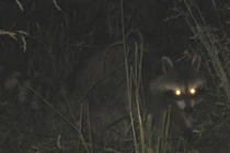 Mở mộ 500 tuổi của nhà sư, tái mặt thấy 2 “quái thú” chạy ra