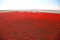 Kỳ lạ bãi biển biến màu đỏ rực mỗi khi thu sang