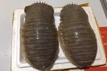 Sự thật kỳ lạ về loài bọ biển khổng lồ đắt hơn... tôm hùm 