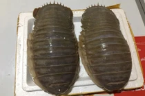 Sự thật kỳ lạ về loài bọ biển khổng lồ đắt hơn... tôm hùm 