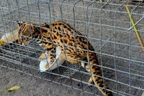 Đặt bẫy bắt được “thủ phạm ăn cắp gà“ ở TP.HCM: Loài cực hiếm!