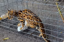 Đặt bẫy bắt được “thủ phạm ăn cắp gà“ ở TP.HCM: Loài cực hiếm!