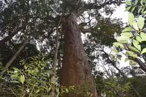 Thần mộc quý hiếm nhất hành tinh, chỉ có ở Việt Nam