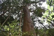 Thần mộc quý hiếm nhất hành tinh, chỉ có ở Việt Nam