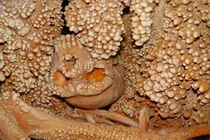 Phát hiện thi hài hóa thạch 130.000 tuổi, chuyên gia sững sờ 