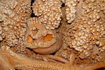 Phát hiện thi hài hóa thạch 130.000 tuổi, chuyên gia sững sờ 