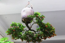 Mua cây “rẻ tiền” về trồng “ngược”, khách trả cả chục triệu vẫn không bán