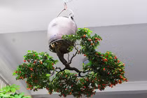 Mua cây “rẻ tiền” về trồng “ngược”, khách trả cả chục triệu vẫn không bán