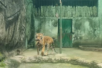 2 hổ con Bengal Thảo Cầm Viên quý hiếm sao được “nâng như trứng”?