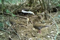 Loại gà quý hiếm vừa được phát hiện ở rừng Pù Hu