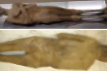 Nội soi xác ướp tu sĩ thế kỷ 18, lộ bí mật động Trời