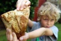 Đi dạo biển, nhặt được thứ tưởng bỏ đi hóa ra "báu vật" tiền tỷ 