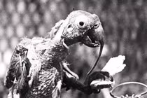 Khó tin con vẹt mào sống thọ 120 tuổi