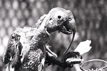 Khó tin con vẹt mào sống thọ 120 tuổi