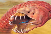 Ớn lạnh loài sâu tử thần được mệnh danh là “quái vật” sa mạc