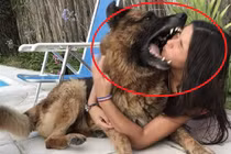 Thiếu nữ bị chó cắn trúng mặt vì hành động dại dột này