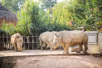 6 con tê giác chết bất thường ở Nghệ An: Loài nguy cấp! 