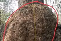 Tò mò gỗ nu hương đắt ngang ngửa kim cương: Cực hiếm ở Việt Nam! 