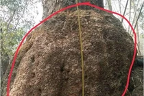 Tò mò gỗ nu hương đắt ngang ngửa kim cương: Cực hiếm ở Việt Nam! 