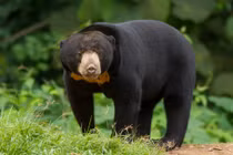 Sóc Trăng tiếp nhận 5 cá thể động vật hoang dã: Có loài quý hiếm! 